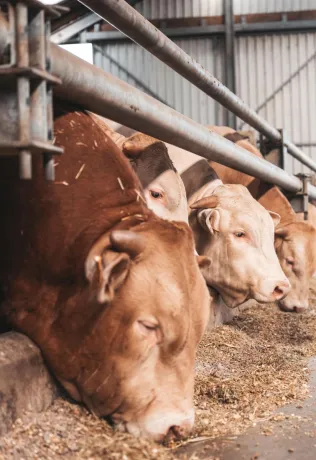 Boer Henk in stal bij rundvee